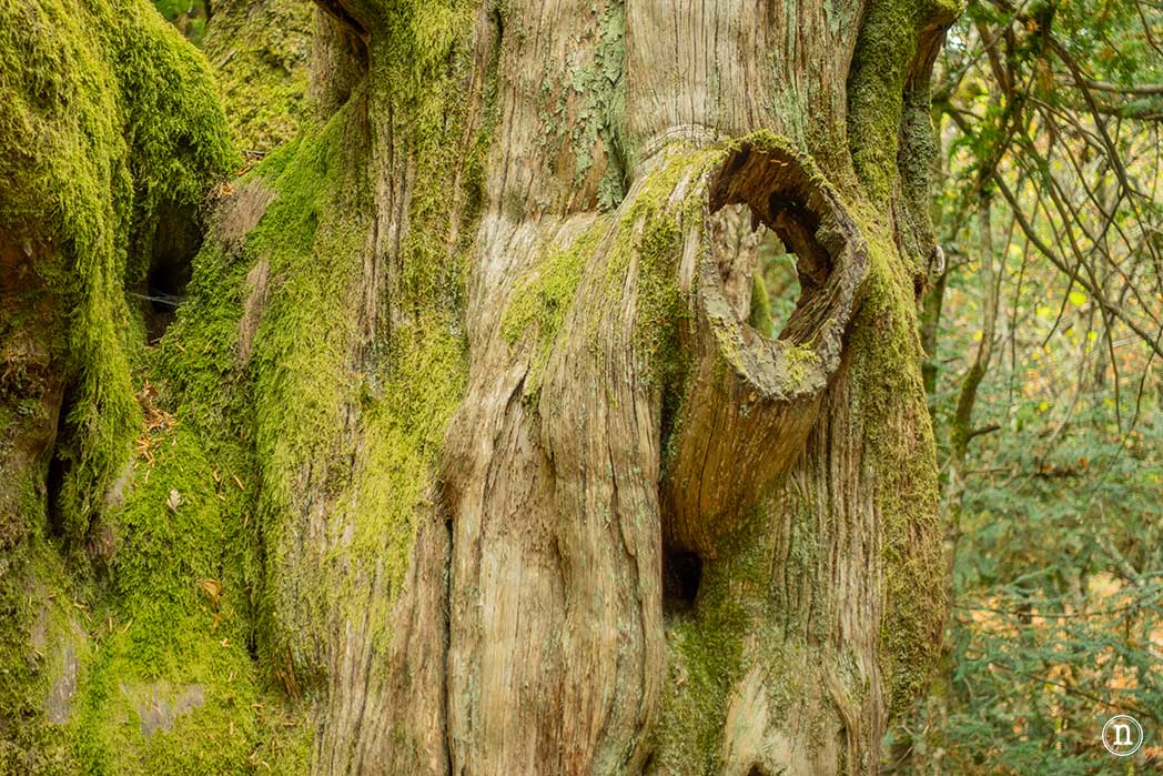 Bosque del Tejedelo, magia en Requejo de Sanabria, Zamora