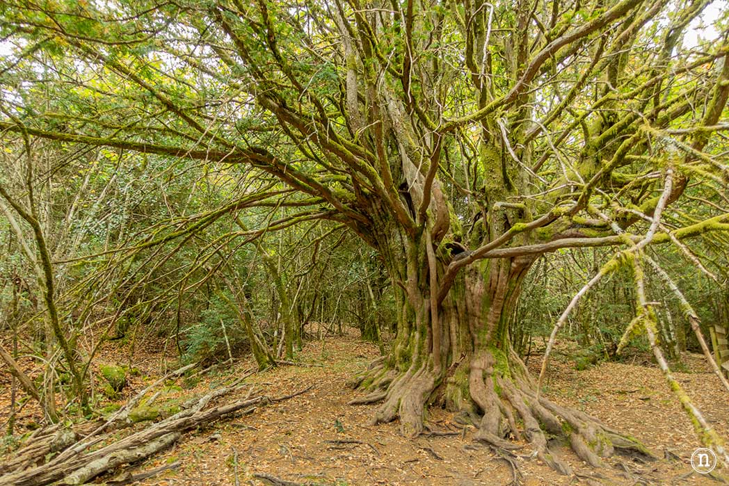 Bosque del Tejedelo, magia en Requejo de Sanabria, Zamora