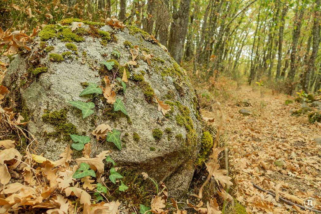 Bosque del Tejedelo, magia en Requejo de Sanabria, Zamora