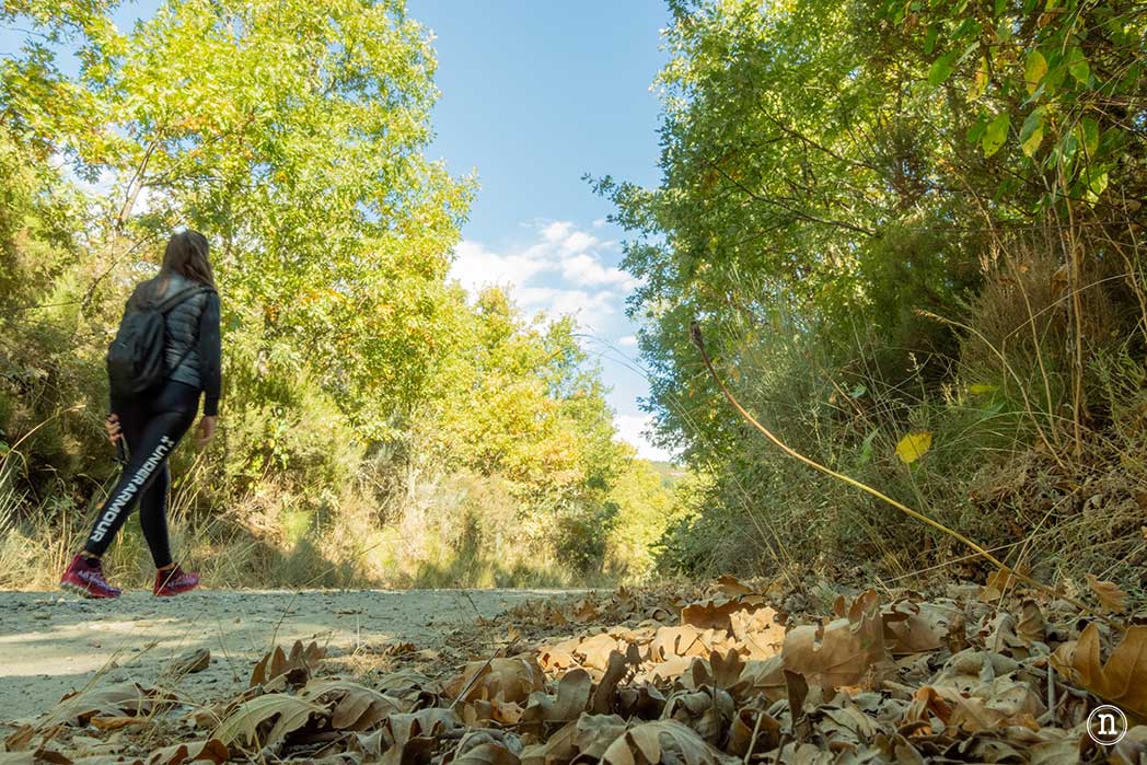Bosque del Tejedelo, magia en Requejo de Sanabria, Zamora