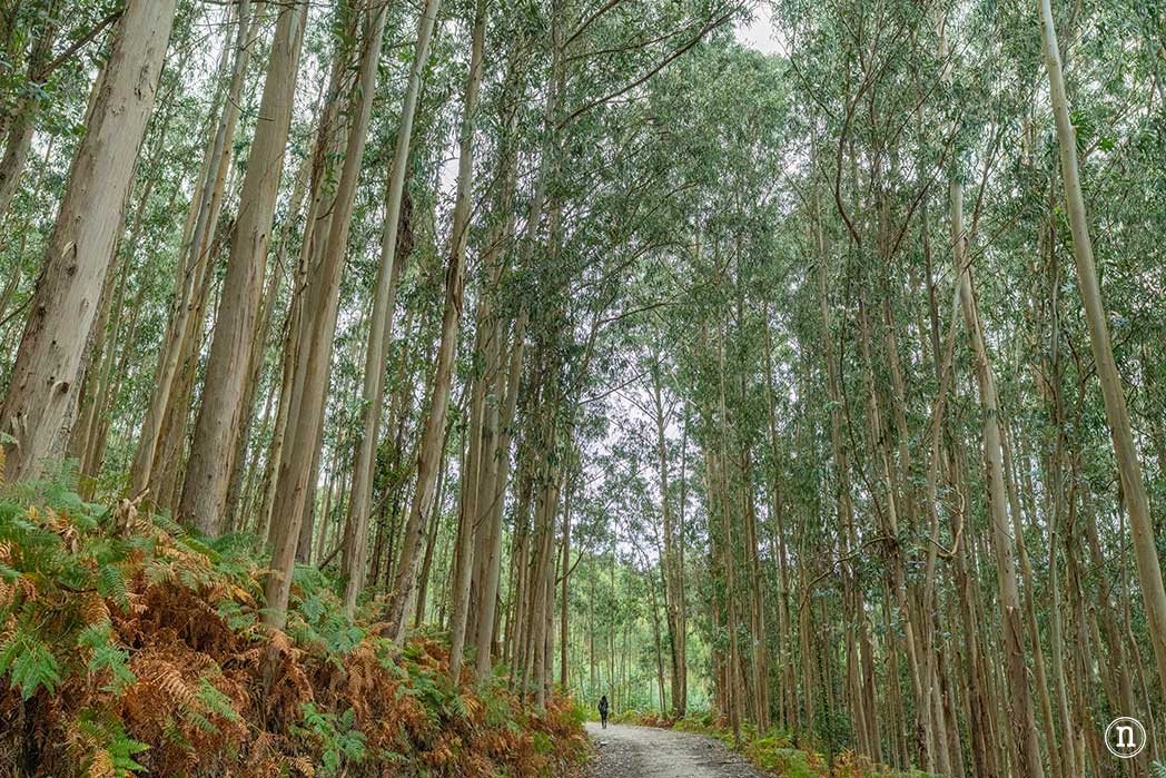 Fuciño do Porco, increíble ruta en la Mariña Lucense