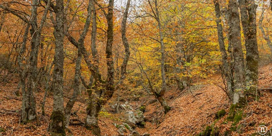 Hayedo de la Pedrosa en la Sierra de Ayllón, Segovia