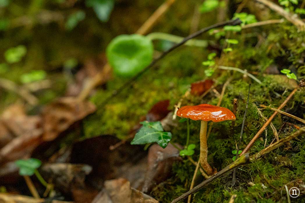 Ruta del agua de Mondoñedo y Salto de Coro, A Mariña Lucense