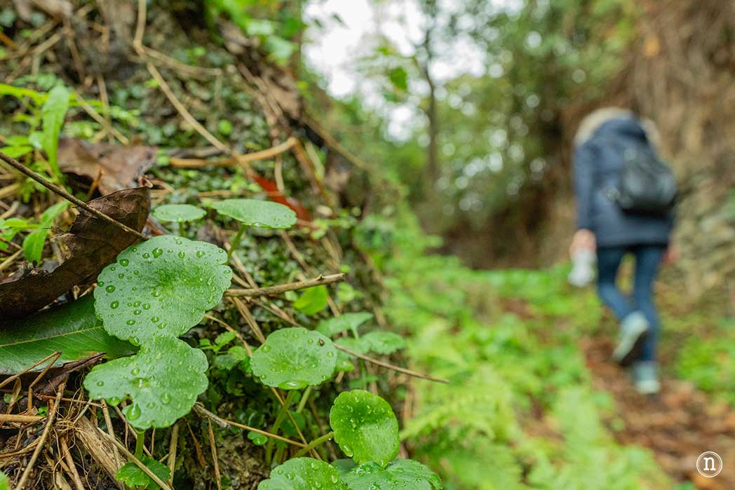 Ruta del agua de Mondoñedo y Salto de Coro, A Mariña Lucense
