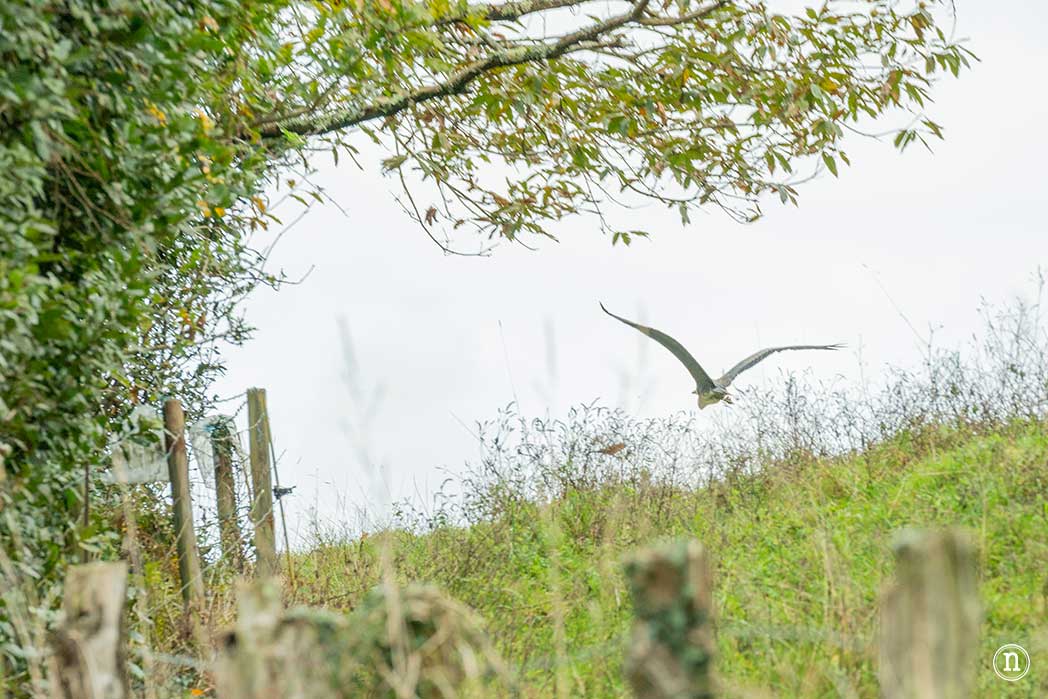 Ruta del agua de Mondoñedo y Salto de Coro, A Mariña Lucense
