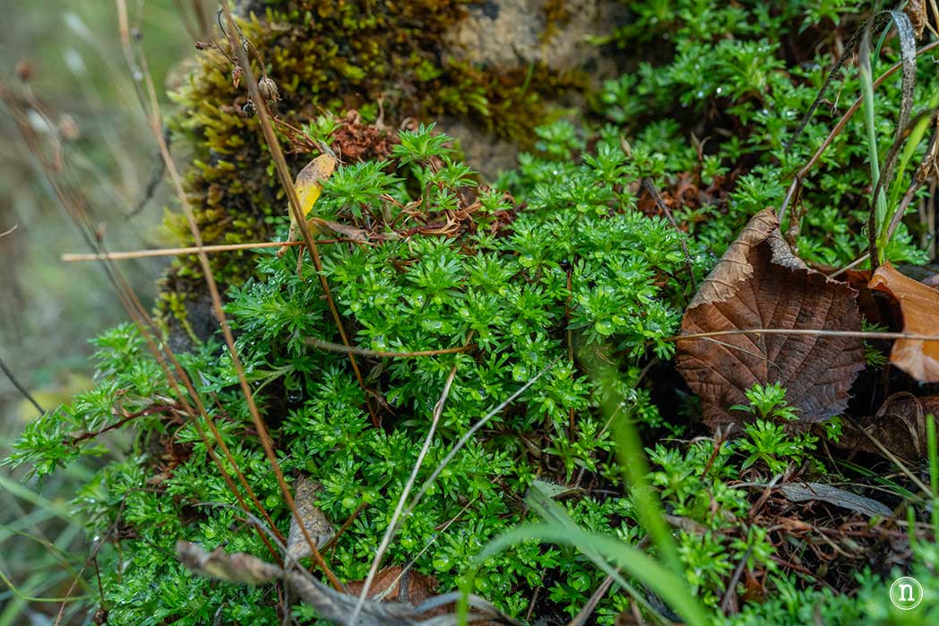 Hayedo de La Boyariza en Geras de Gordón, León