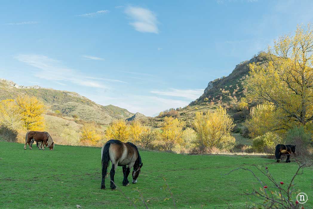 Hayedo de La Boyariza en Geras de Gordón, León