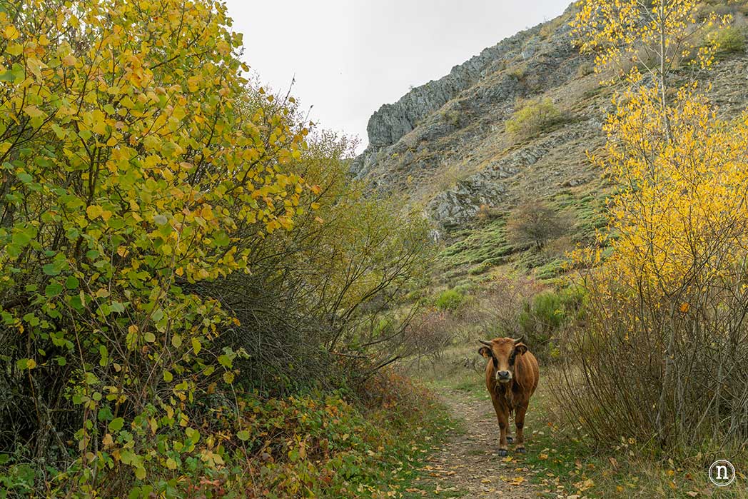 Hayedo de La Boyariza en Geras de Gordón, León