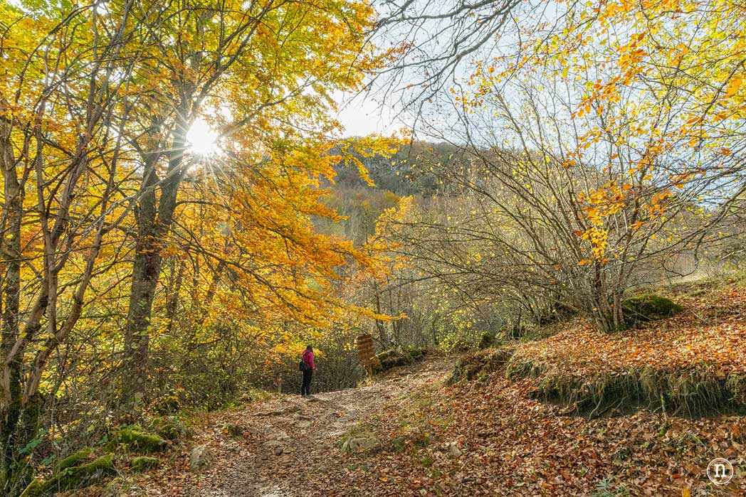 Hayedo de La Boyariza en Geras de Gordón, León