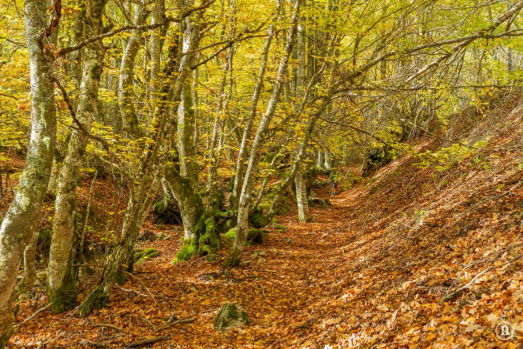 Hayedo de La Boyariza en Geras de Gordón, León
