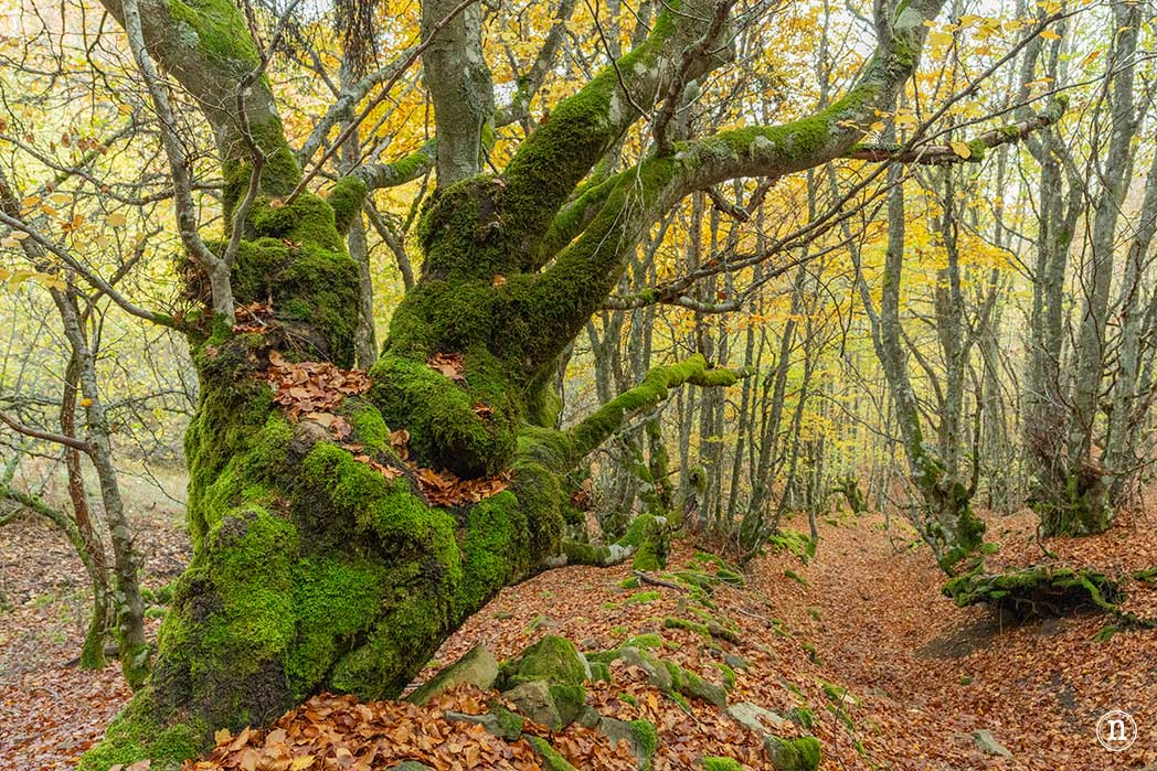 Hayedo de La Boyariza en Geras de Gordón, León