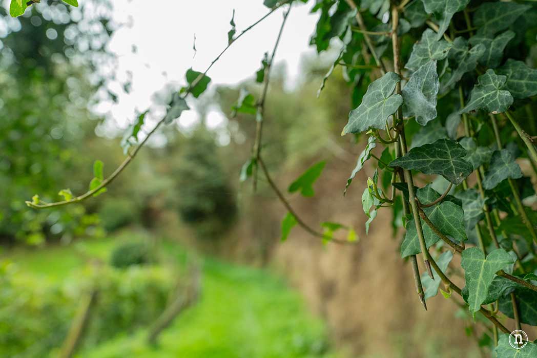 Ruta del agua de Mondoñedo y Salto de Coro, A Mariña Lucense