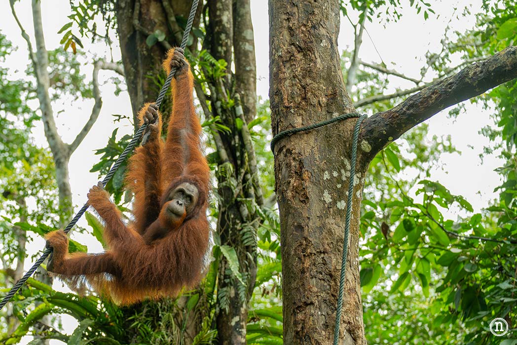 Semenggoh Wildlife Centre donde las miradas disparan al corazón