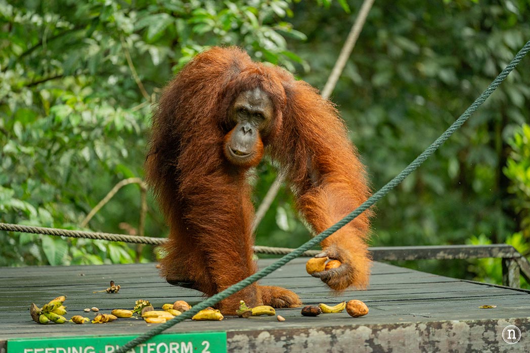 Semenggoh Wildlife Centre donde las miradas disparan al corazón