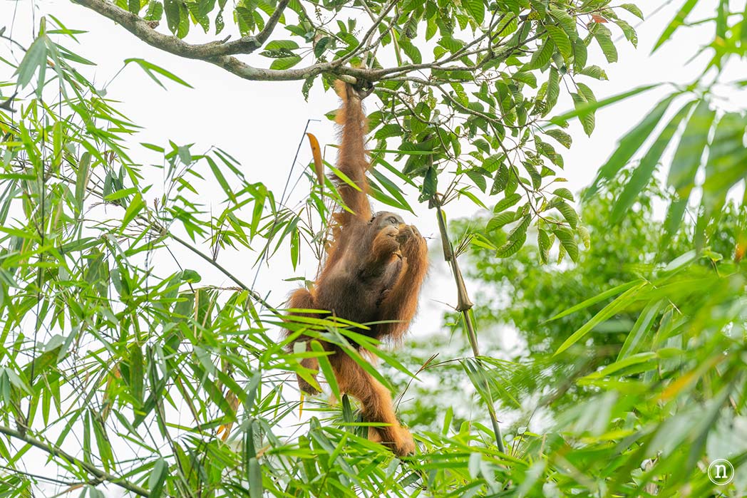 Semenggoh Wildlife Centre donde las miradas disparan al corazón