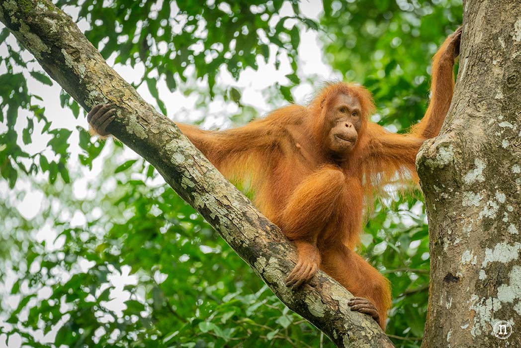 Semenggoh Wildlife Centre donde las miradas disparan al corazón