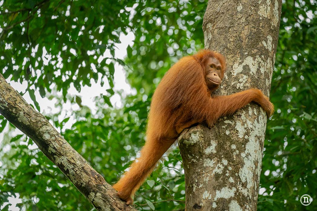 Semenggoh Wildlife Centre donde las miradas disparan al corazón