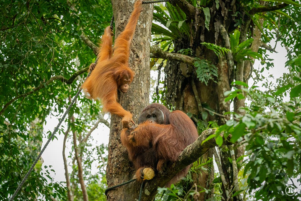 Semenggoh Wildlife Centre donde las miradas disparan al corazón