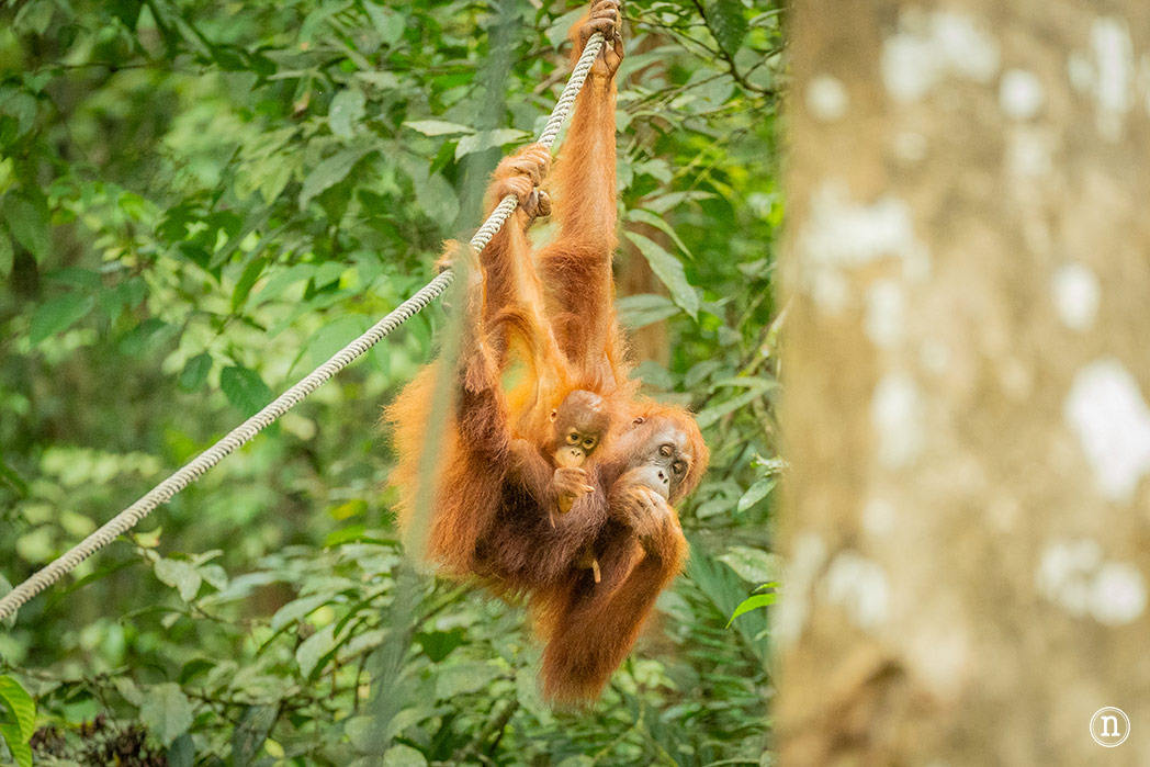Semenggoh Wildlife Centre donde las miradas disparan al corazón