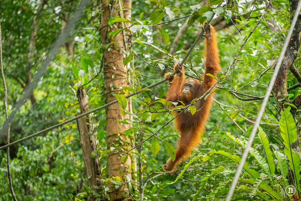 Semenggoh Wildlife Centre donde las miradas disparan al corazón