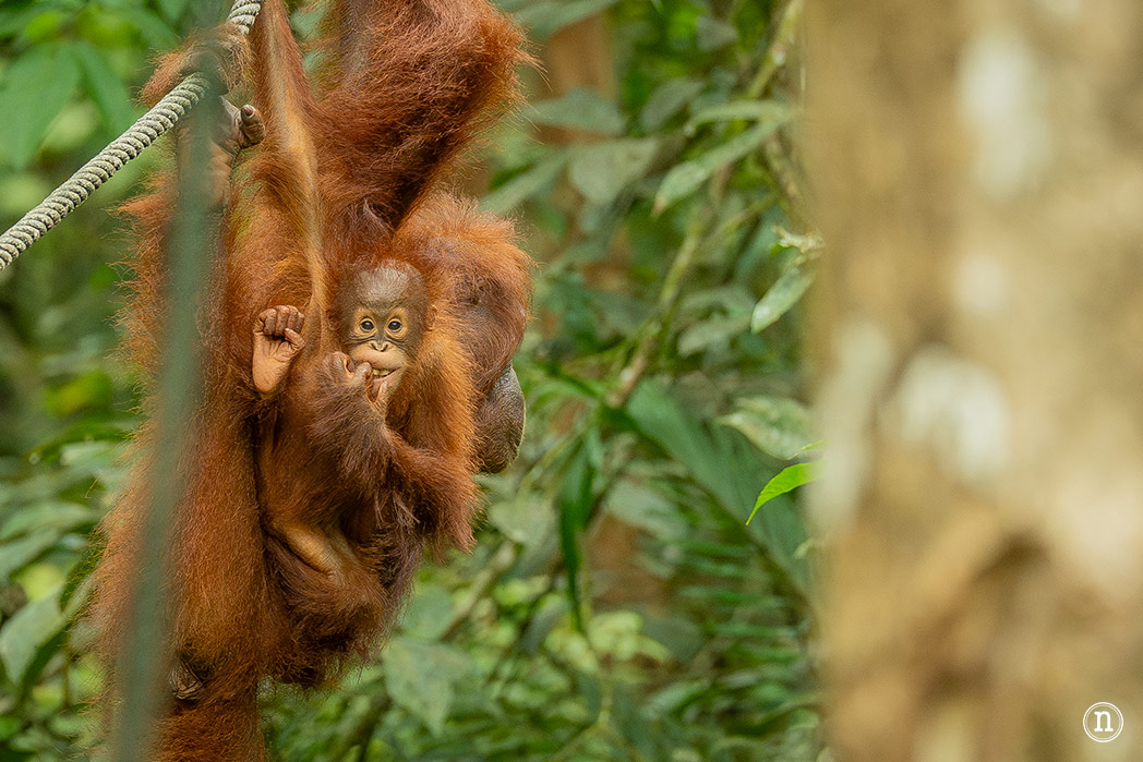 Semenggoh Wildlife Centre donde las miradas disparan al corazón