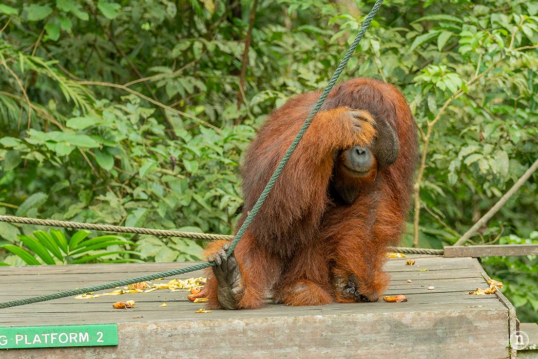 Semenggoh Wildlife Centre donde las miradas disparan al corazón