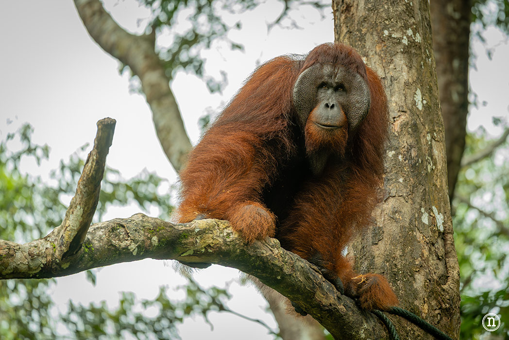Semenggoh Wildlife Centre donde las miradas disparan al corazón