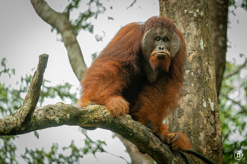 Semenggoh Wildlife Centre donde las miradas disparan al corazón