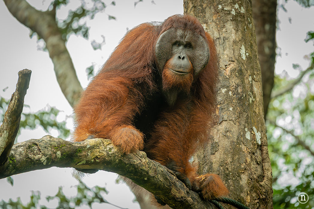Semenggoh Wildlife Centre donde las miradas disparan al corazón