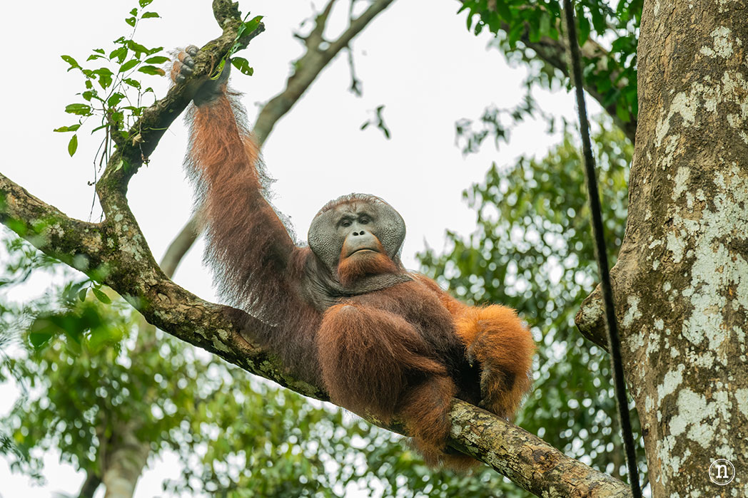 Semenggoh Wildlife Centre donde las miradas disparan al corazón