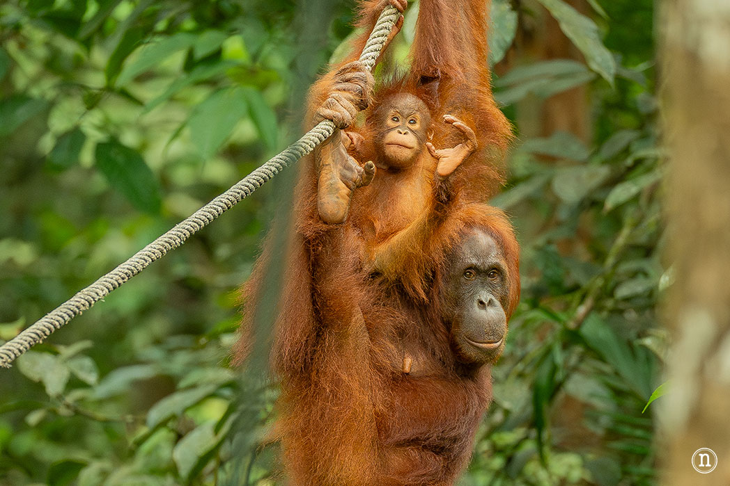 Semenggoh Wildlife Centre donde las miradas disparan al corazón
