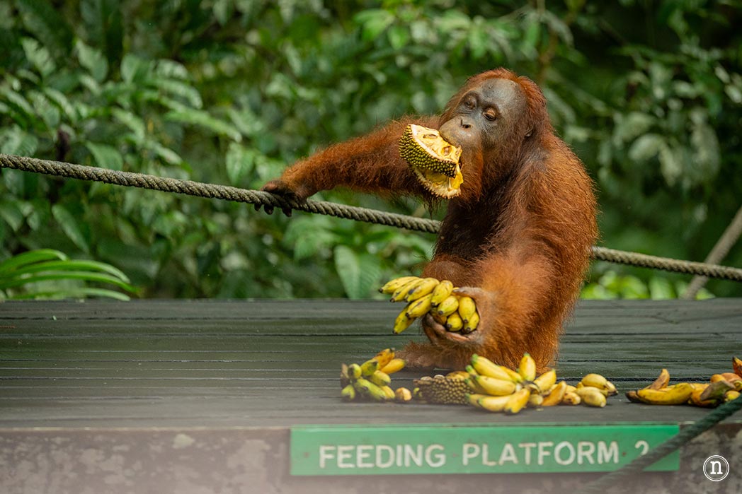 Semenggoh Wildlife Centre donde las miradas disparan al corazón