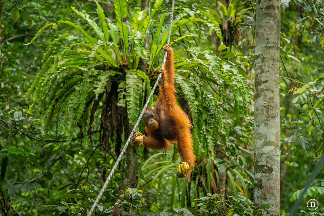 Semenggoh Wildlife Centre donde las miradas disparan al corazón