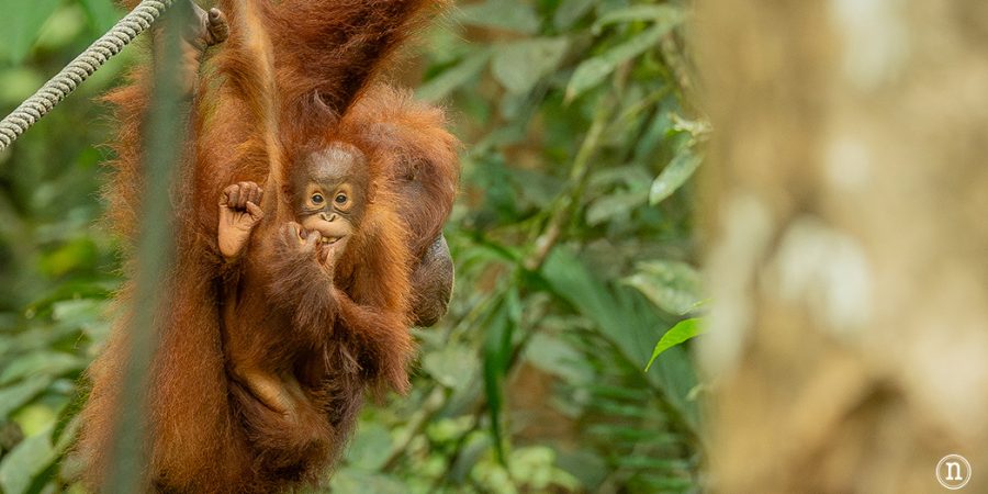 Semenggoh Wildlife Centre donde las miradas disparan al corazón