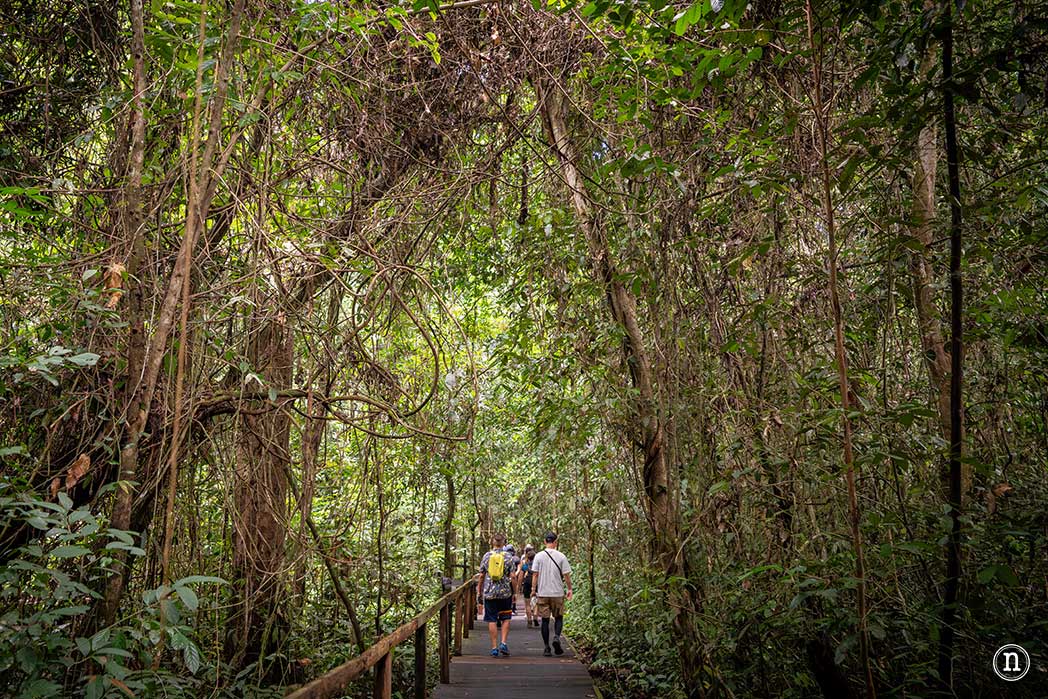 Deer & Lang Cave y éxodo de murciélagos en el P. N. de Mulu