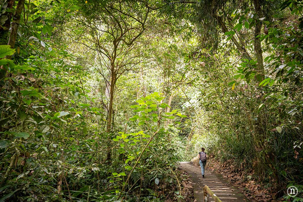 Deer & Lang Cave y éxodo de murciélagos en el P. N. de Mulu