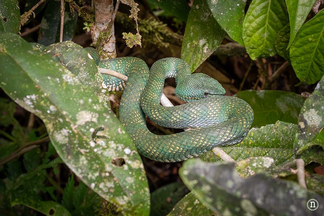 Deer & Lang Cave y éxodo de murciélagos en el P. N. de Mulu