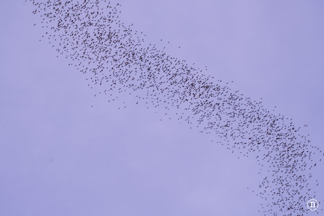 Deer & Lang Cave y éxodo de murciélagos en el P. N. de Mulu