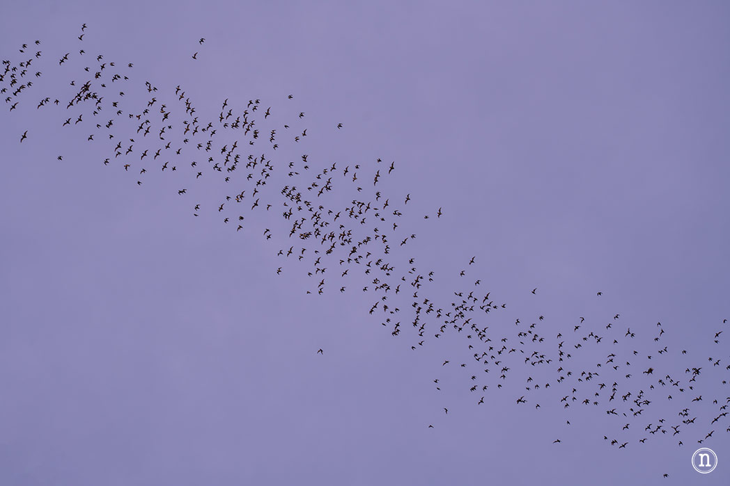Deer & Lang Cave y éxodo de murciélagos en el P. N. de Mulu
