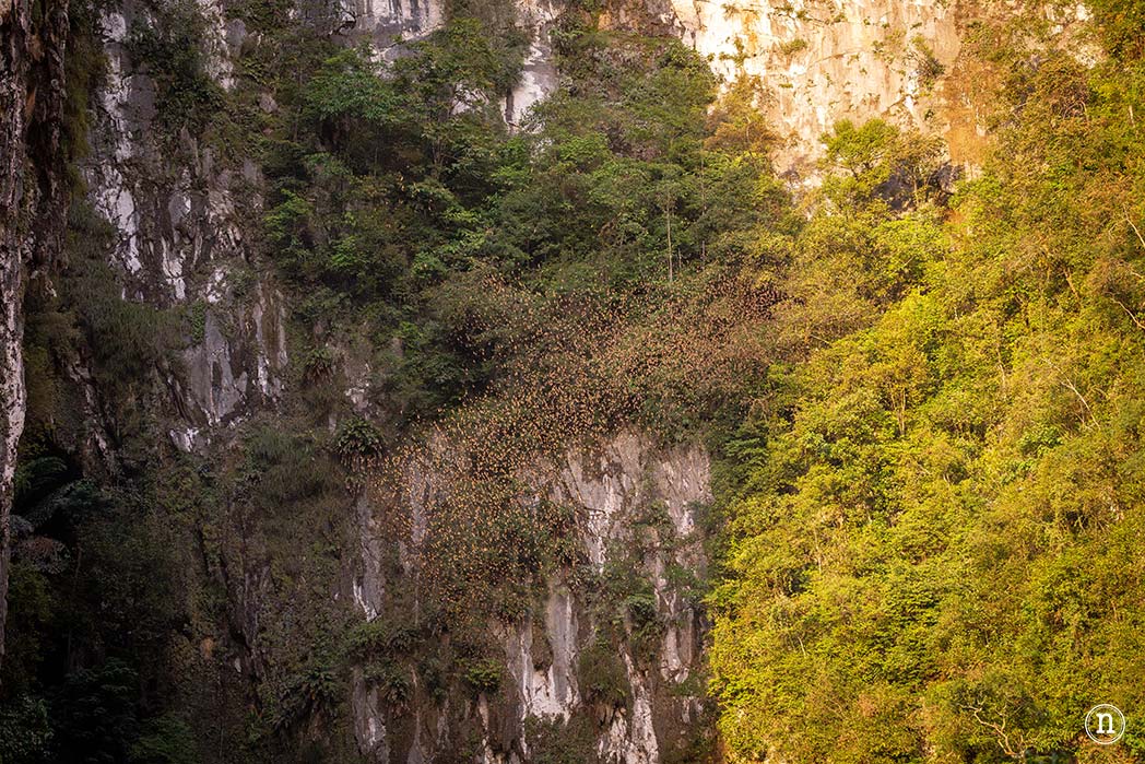Deer & Lang Cave y éxodo de murciélagos en el P. N. de Mulu