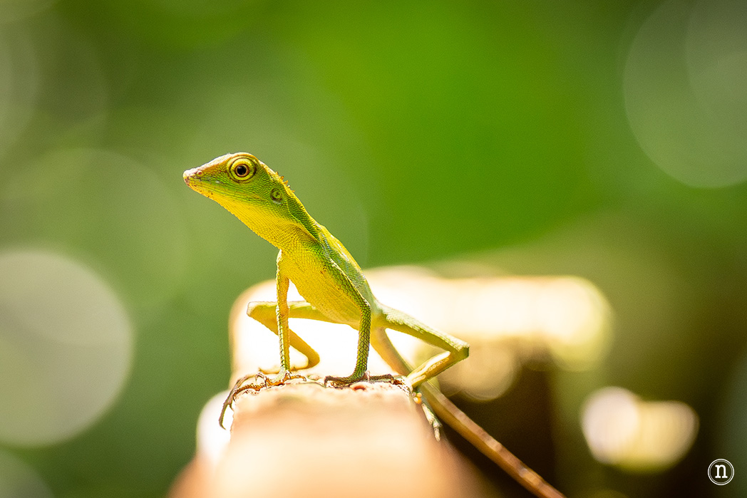 Deer & Lang Cave y éxodo de murciélagos en el P. N. de Mulu