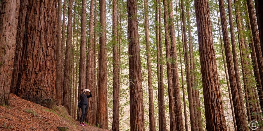 Secuoyas de Cabezón de la Sal, los árboles gigantes de Cantabria