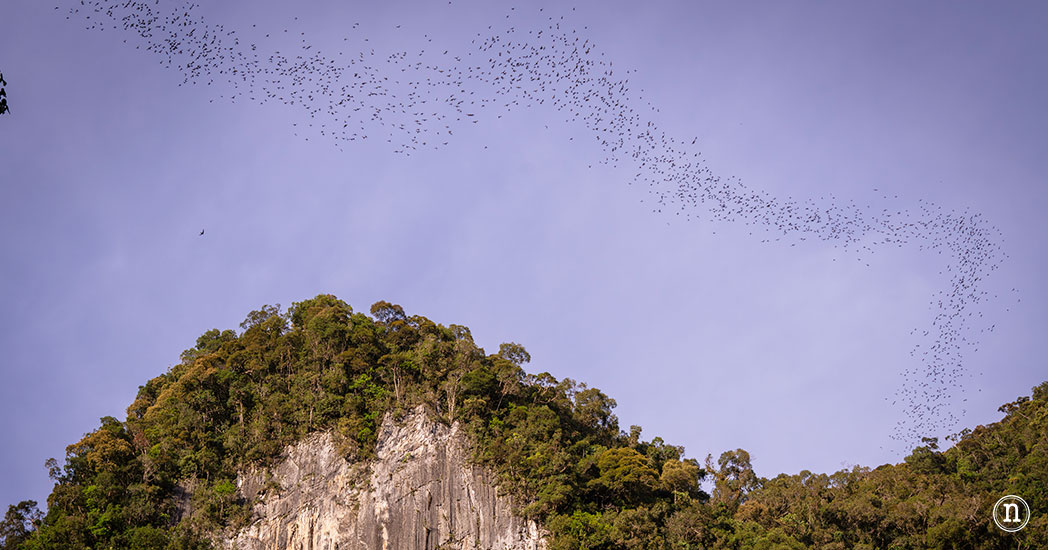 Deer & Lang Cave y éxodo de murciélagos en el P. N. de Mulu