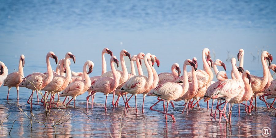 P. N. Lago Nakuru, agua, sabana y el Gran Valle del Rift de Kenia
