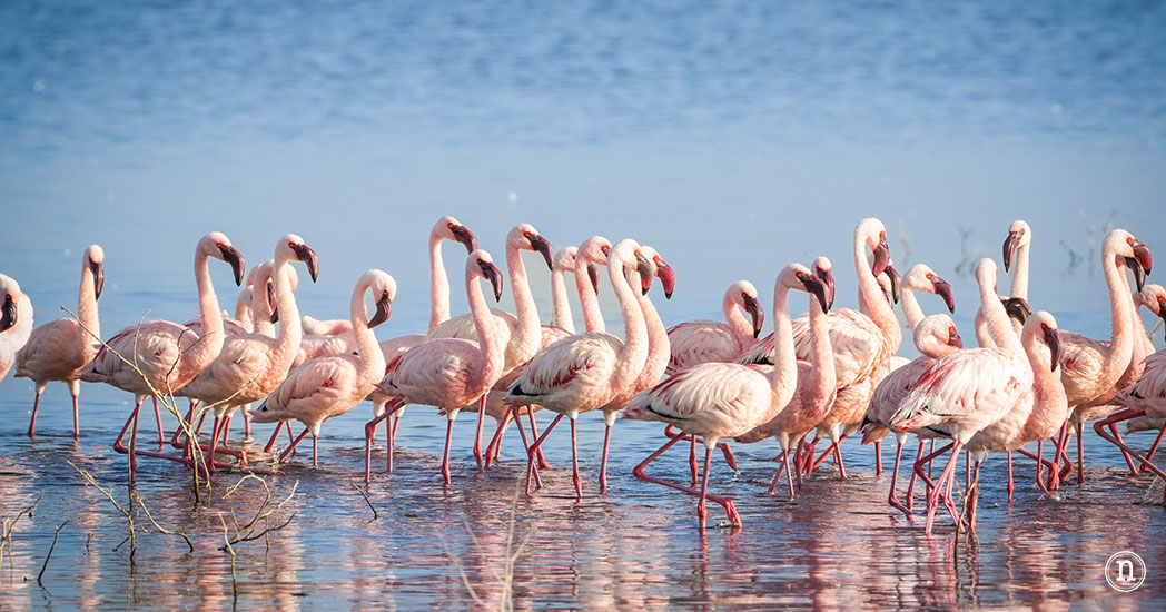 P. N. Lago Nakuru, agua, sabana y el Gran Valle del Rift de Kenia