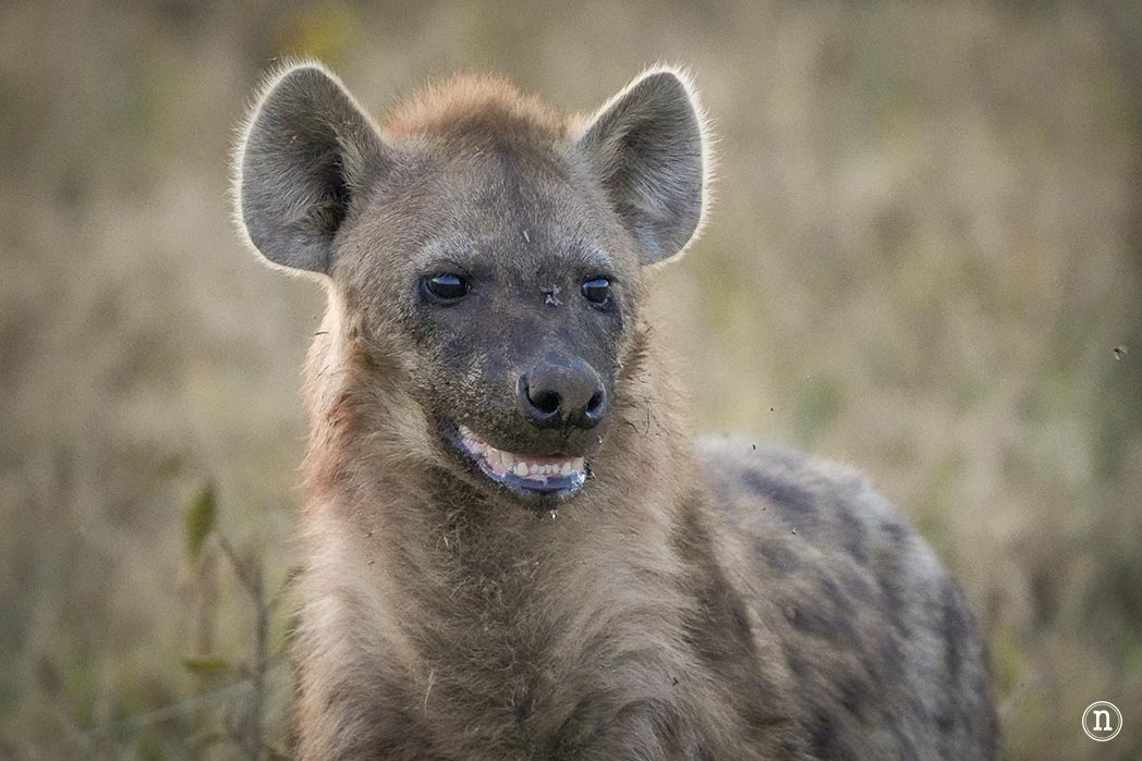 P. N. Lago Nakuru, agua, sabana y el Gran Valle del Rift de Kenia