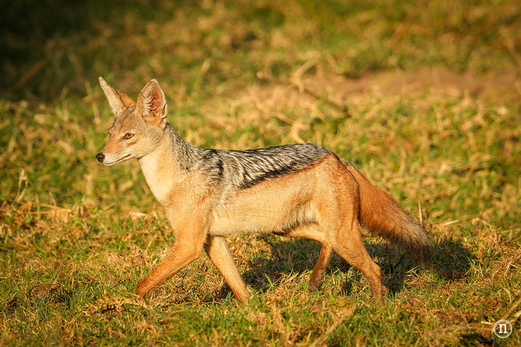 P. N. Lago Nakuru, agua, sabana y el Gran Valle del Rift de Kenia