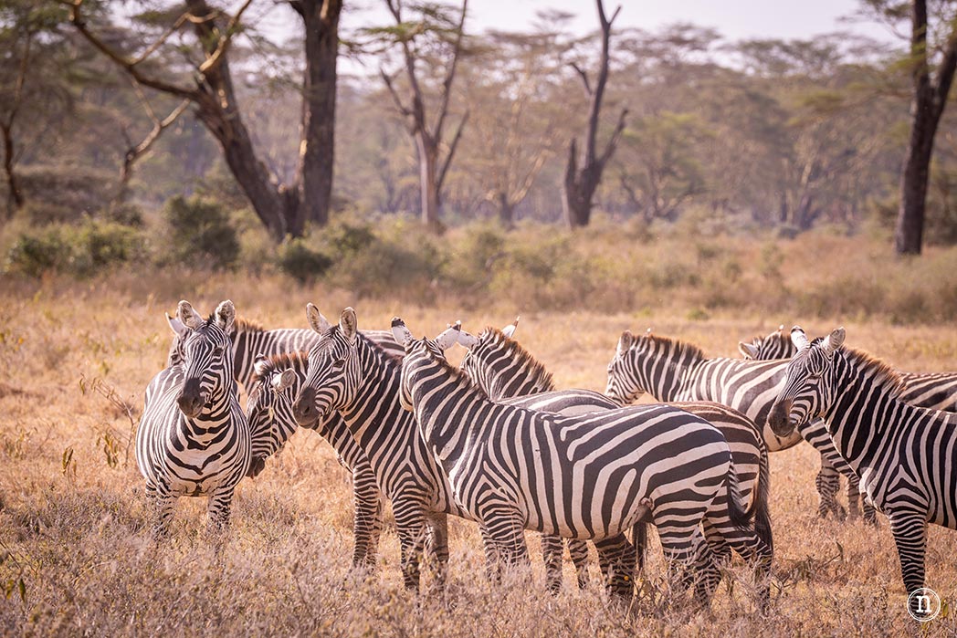 P. N. Lago Nakuru, agua, sabana y el Gran Valle del Rift de Kenia