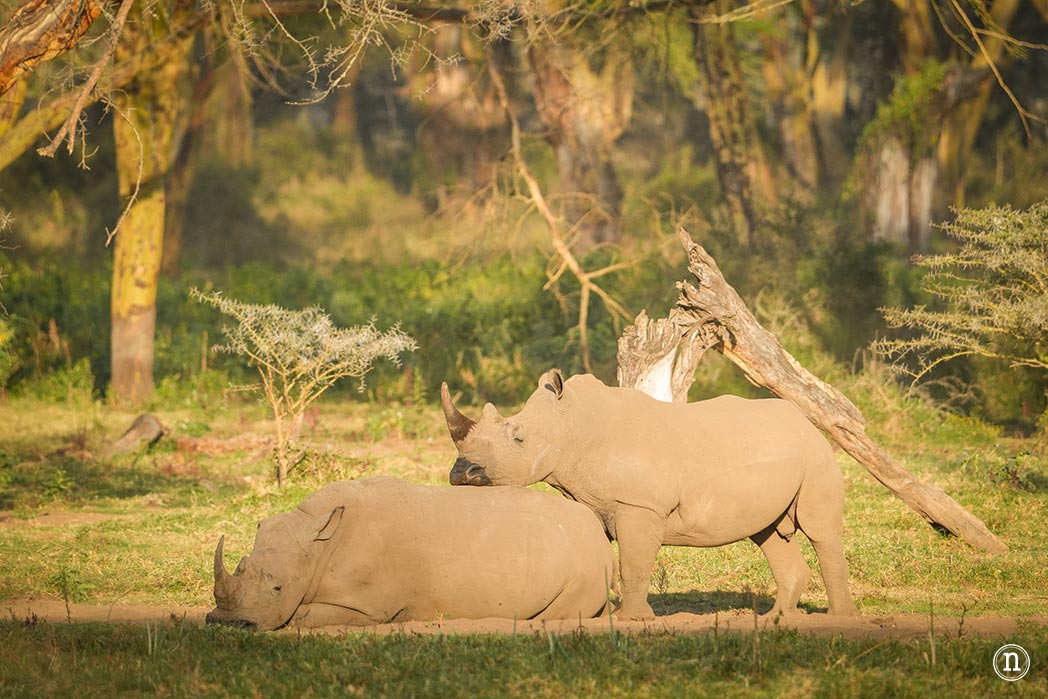 P. N. Lago Nakuru, agua, sabana y el Gran Valle del Rift de Kenia