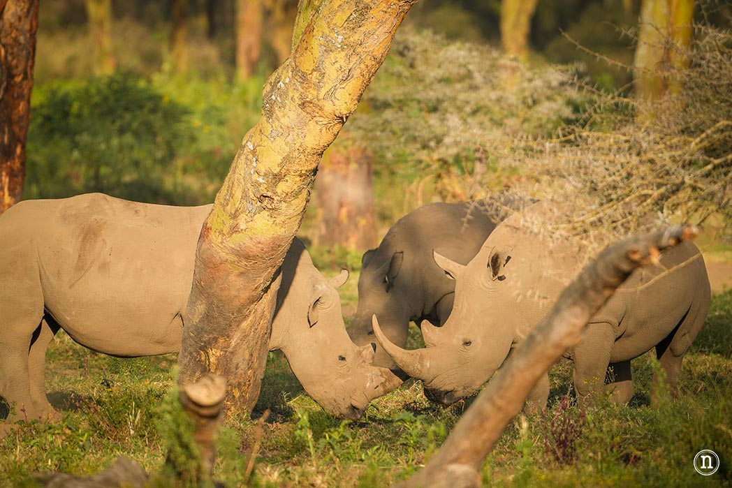 P. N. Lago Nakuru, agua, sabana y el Gran Valle del Rift de Kenia